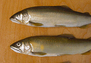 天然と養殖の鮎